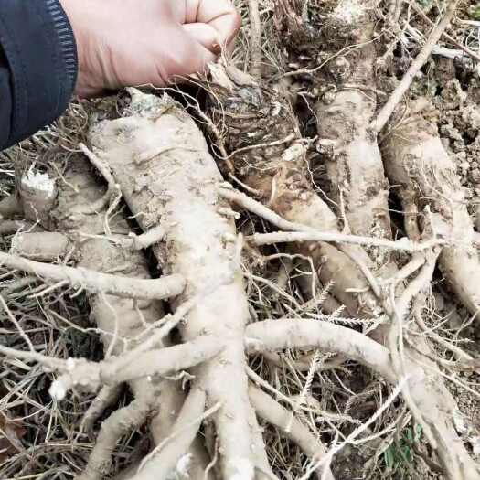 维西县云南产地精品三年生当归种子保证质量保证出苗率％90一分钱一货