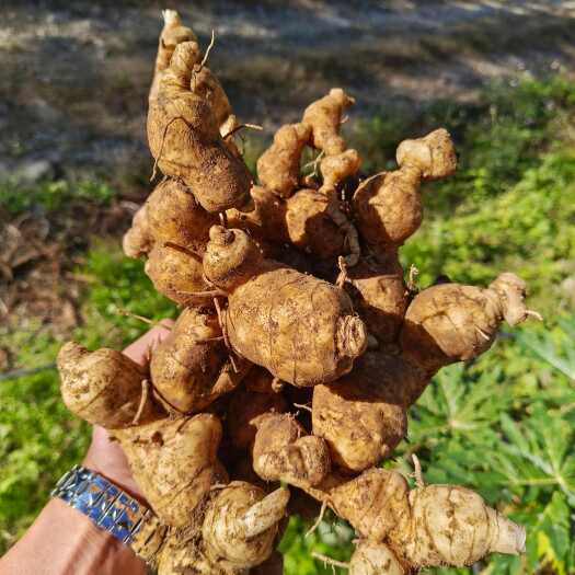 金平县云南滇黄精甜黄精老虎姜药材鸡头黄精