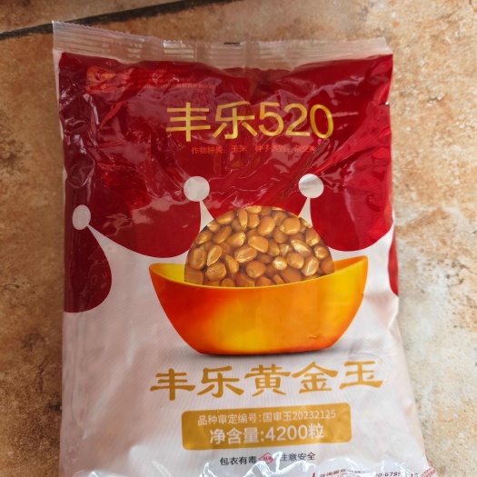 郑州丰乐520玉米种子籽粒金黄容重高多卖粮抗病玉米种子