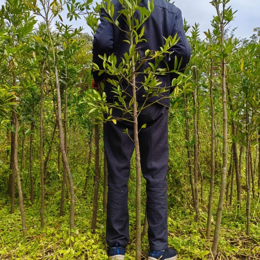 竹柏袋苗