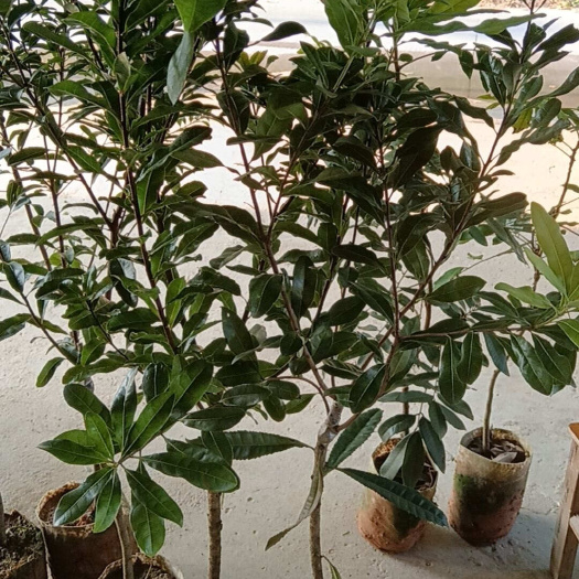 东槐杨梅嫁接品种果树苗