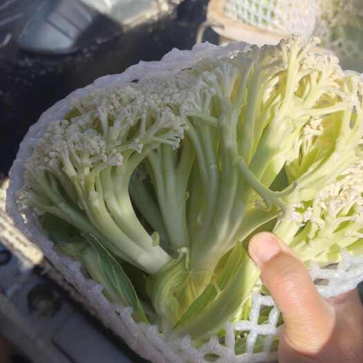 通海县有机花花菜