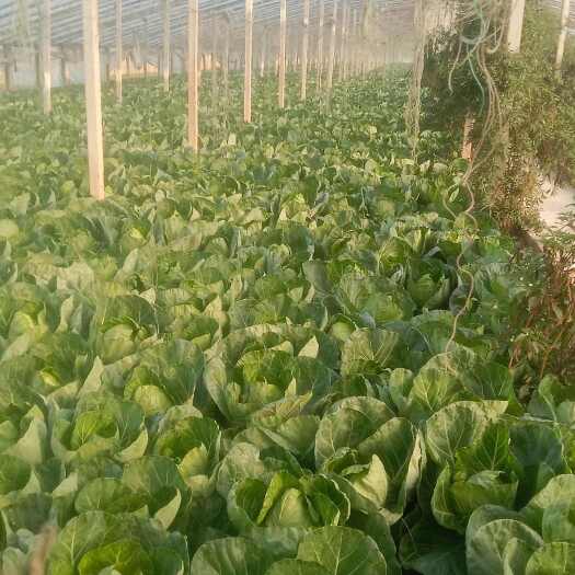 滑县甘蓝包菜需要的联系量大价优中甘25