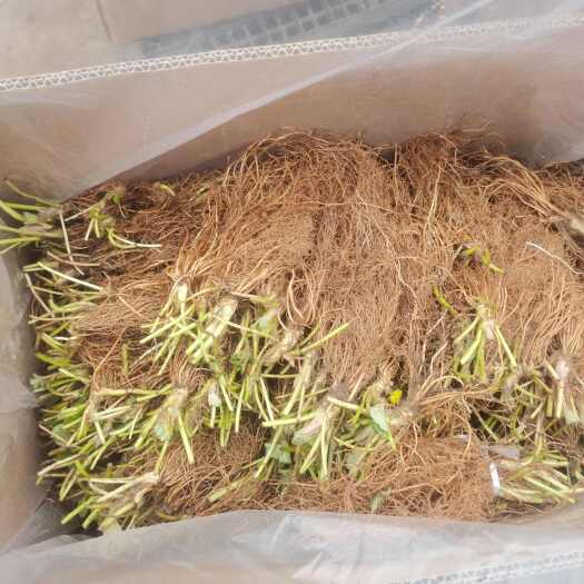 怀来县蒙特瑞草莓苗