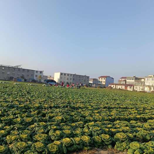淮南淮南露天霜冻矮棵黄心乌白菜上市国家地标产品，精品净菜发货