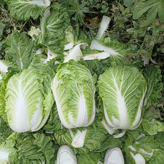 定边县义和秋白菜