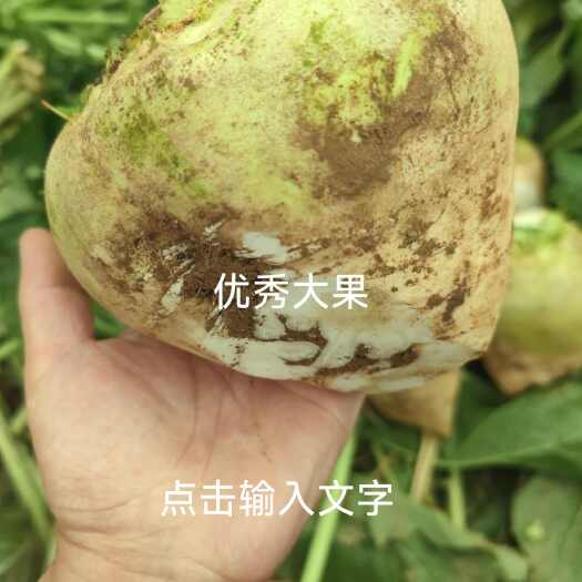 郯城县芥菜疙瘩芥菜叶子可以整棵