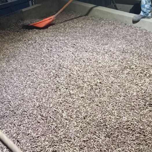 通渭县款冬花干贷