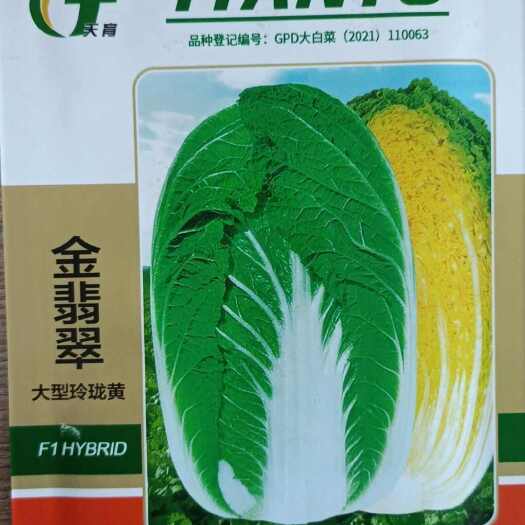 安丘市金翡翠白菜种子，外叶浓绿，内芯黄色，高品质，杂交一代白菜品种