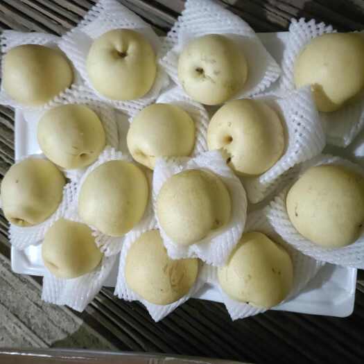 赵县精品皇冠梨大量出售中