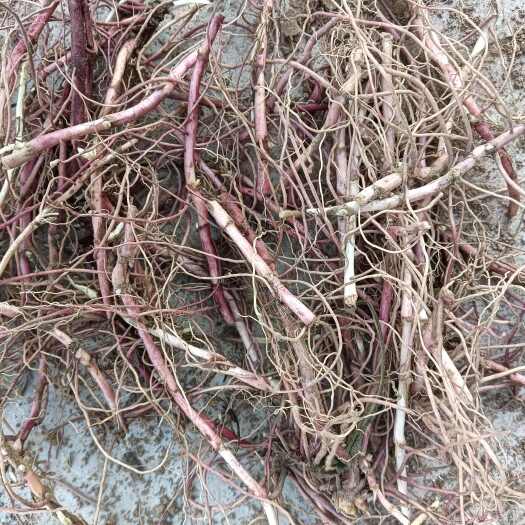 亳州紫菀芽  安徽亳州优质根茎种段(合作种植回收)