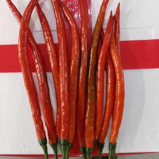 田东县红线椒精品
