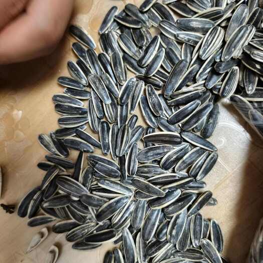 张北县大量经过色选的生瓜子