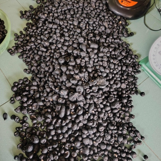 纯乌灵参地乌金干品，精选货，全实心，全纯黑，香味浓郁