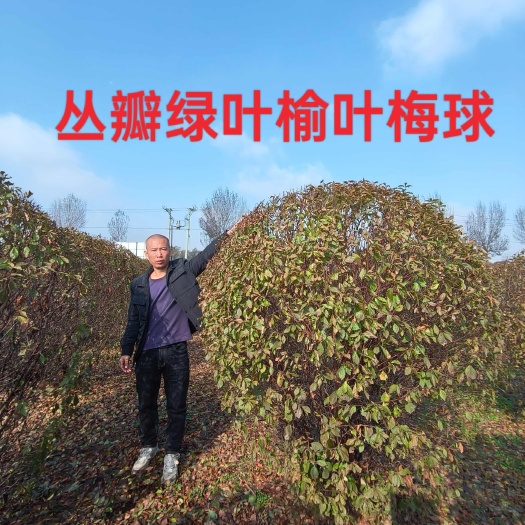 铁岭县丛瓣绿叶榆叶梅球，冠幅80---150高度100--180
