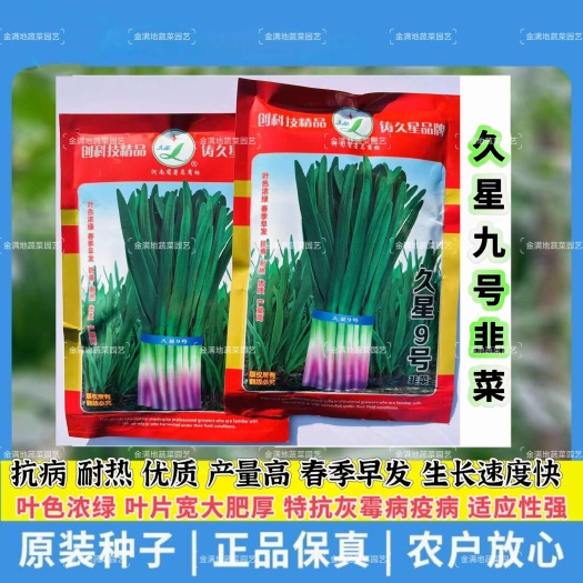 沭阳县久星九号红根韭菜种子耐热抗病丰产韭菜种春季早发生长快韭菜种子