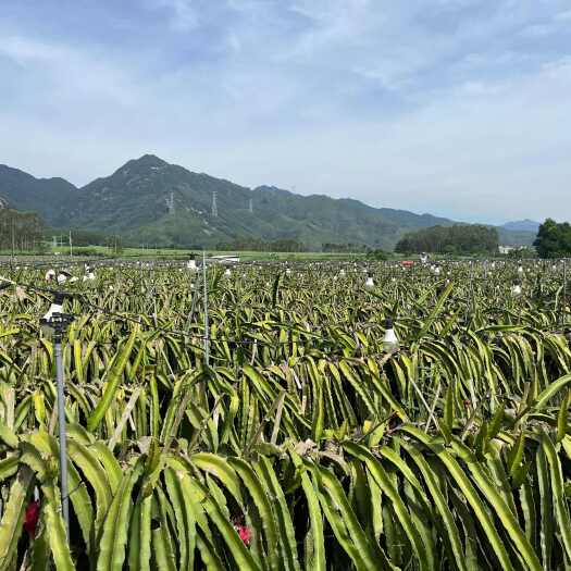 漳浦县红肉火龙果产地供应