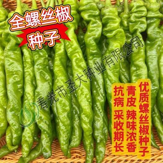 辣椒种子—螺丝椒种子 大果 螺旋度好 青皮 亮面 辣味浓香
