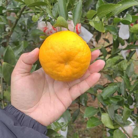 蒲江县耙耙柑商品果高次果