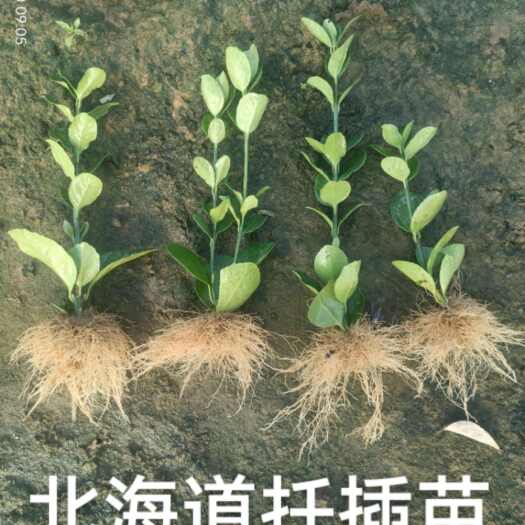 北海道扦插苗