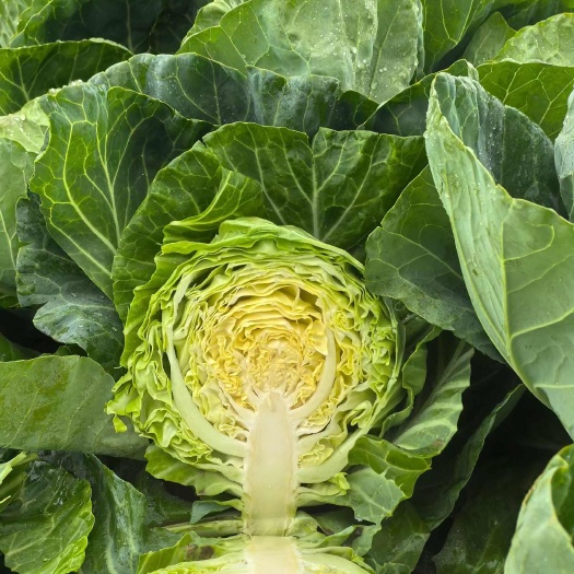 甘蓝苗大头菜包菜苗寿甘101寿甘102满月109种苗供应