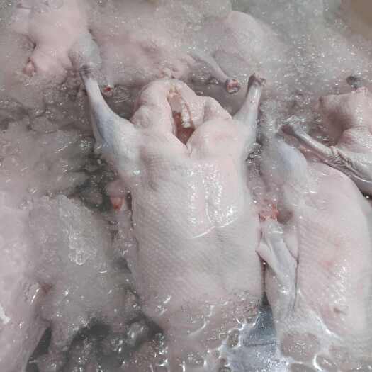 除掌翅光鹅
