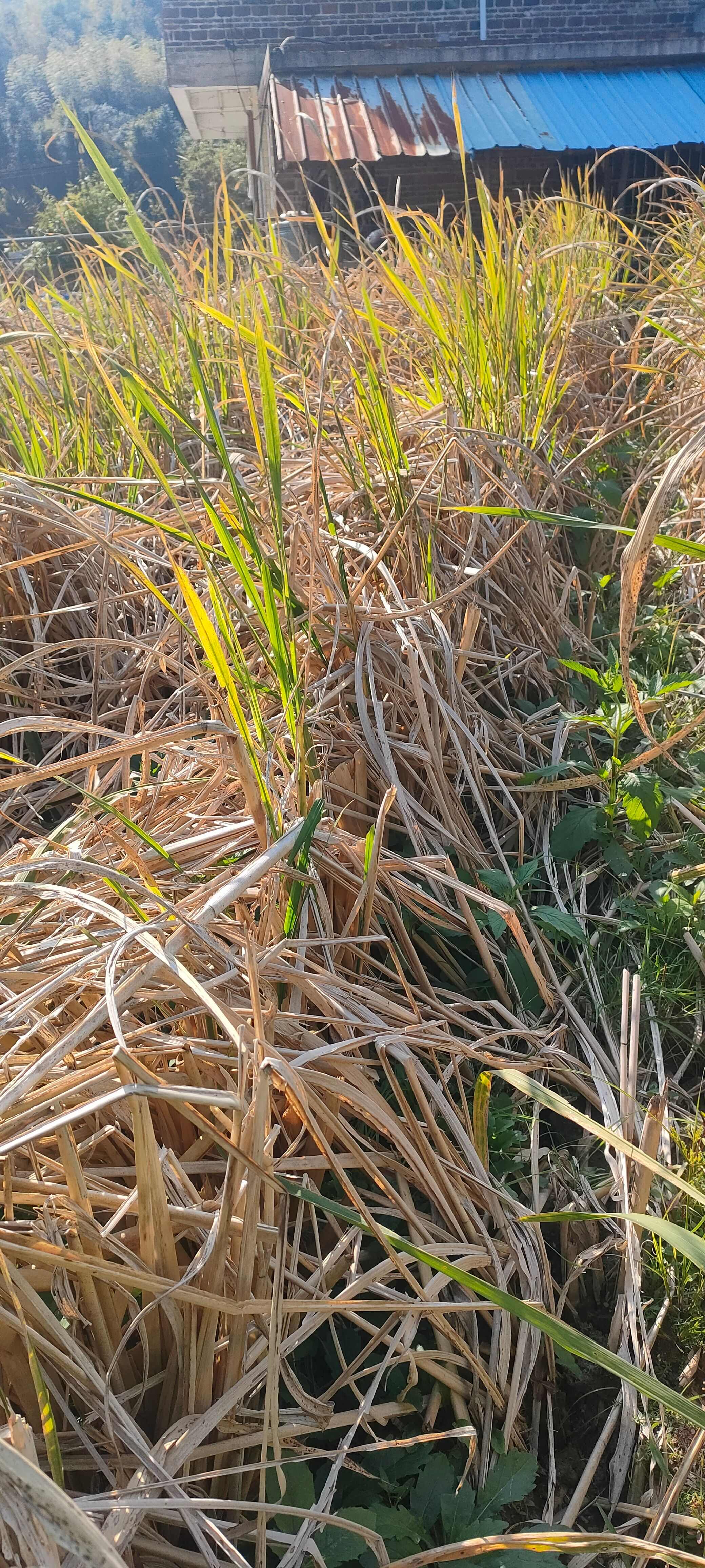 丽茭一号 美人茭 优质茭白苗