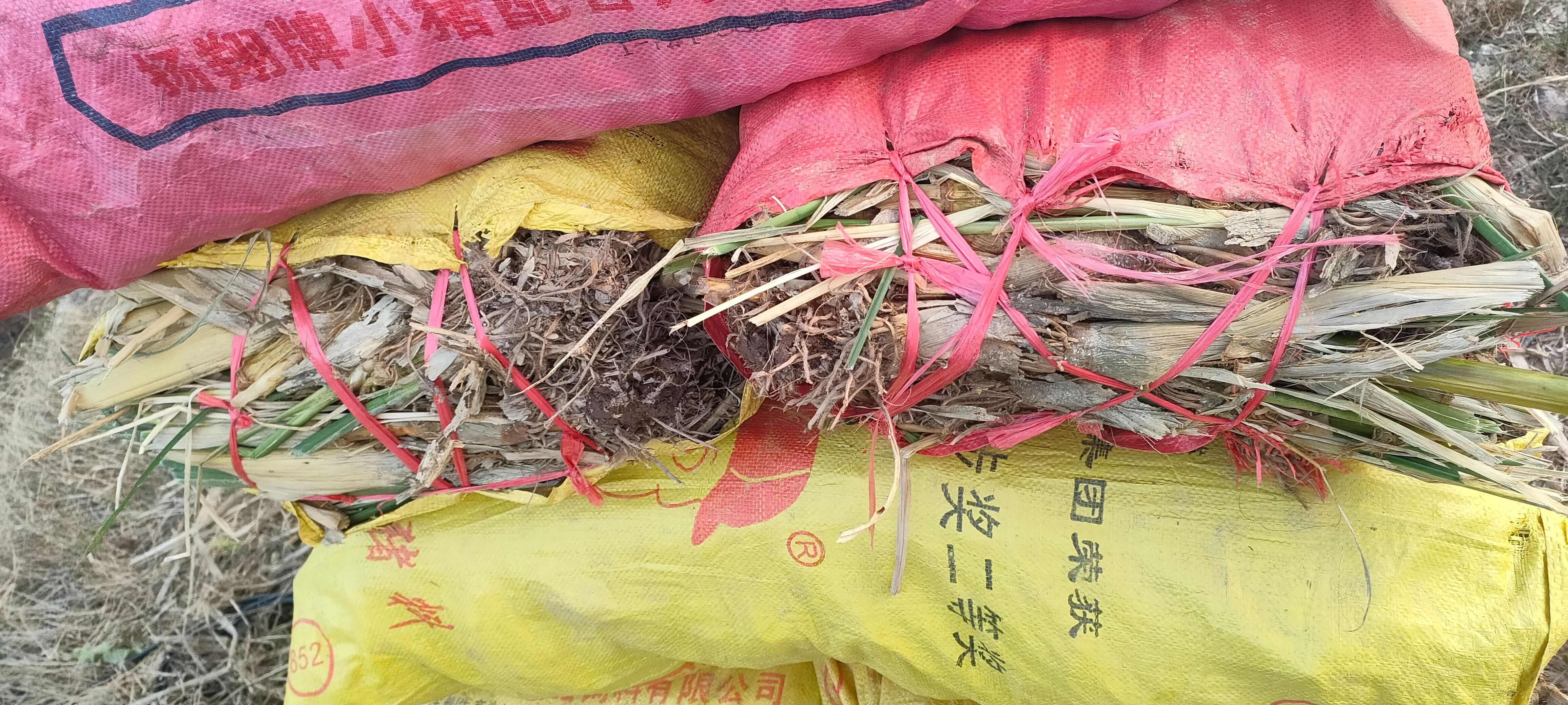 丽茭一号 美人茭 优质茭白苗