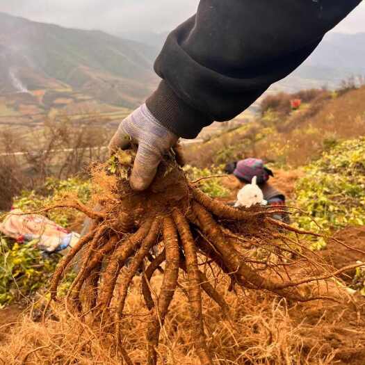 甘洛县东当归