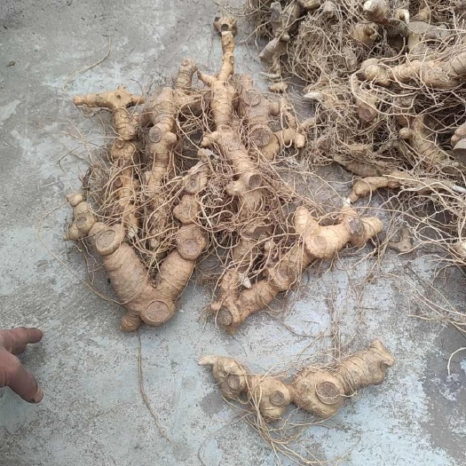 蕲春县新鲜鸡头黄精