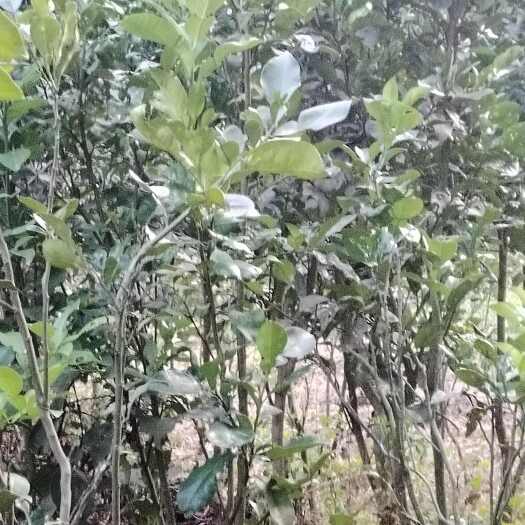 上饶马家柚苗