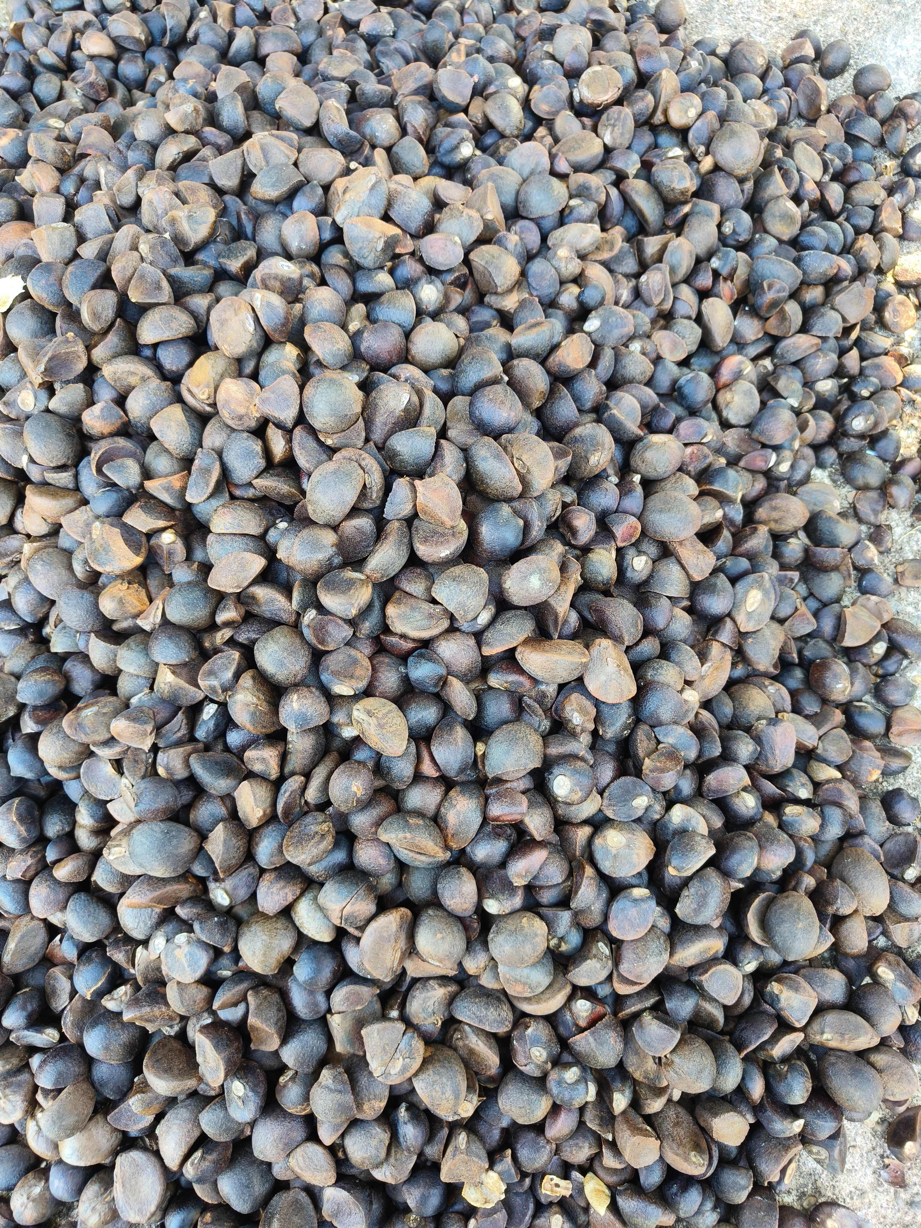 30年老树林，好茶籽出好油