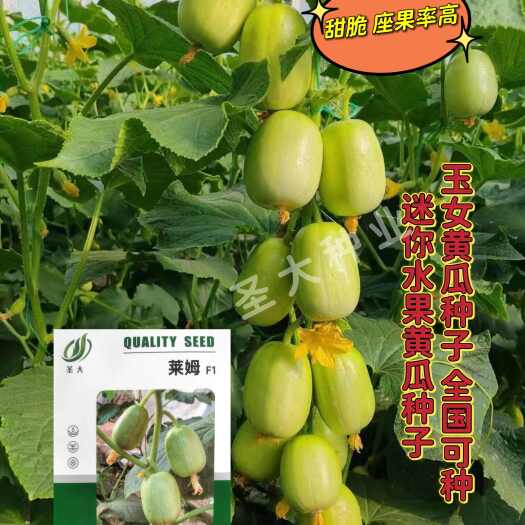 寿光市水果黄瓜种子—玉女黄瓜种子脆甜多汁座瓜率高！迷你水果黄瓜种子