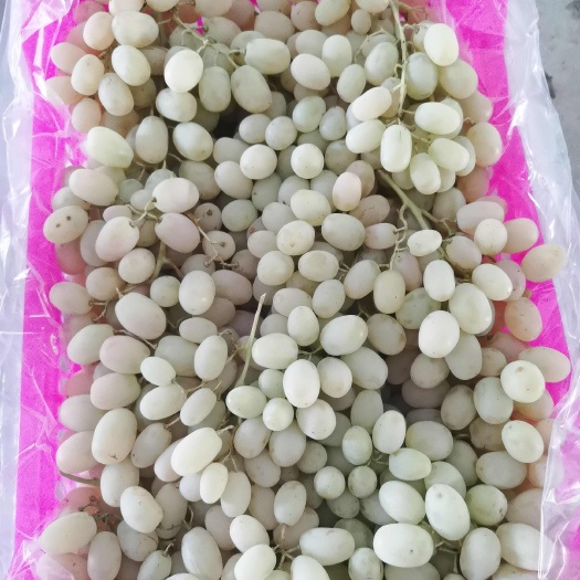 阿图什市新疆阿图什木纳格葡萄