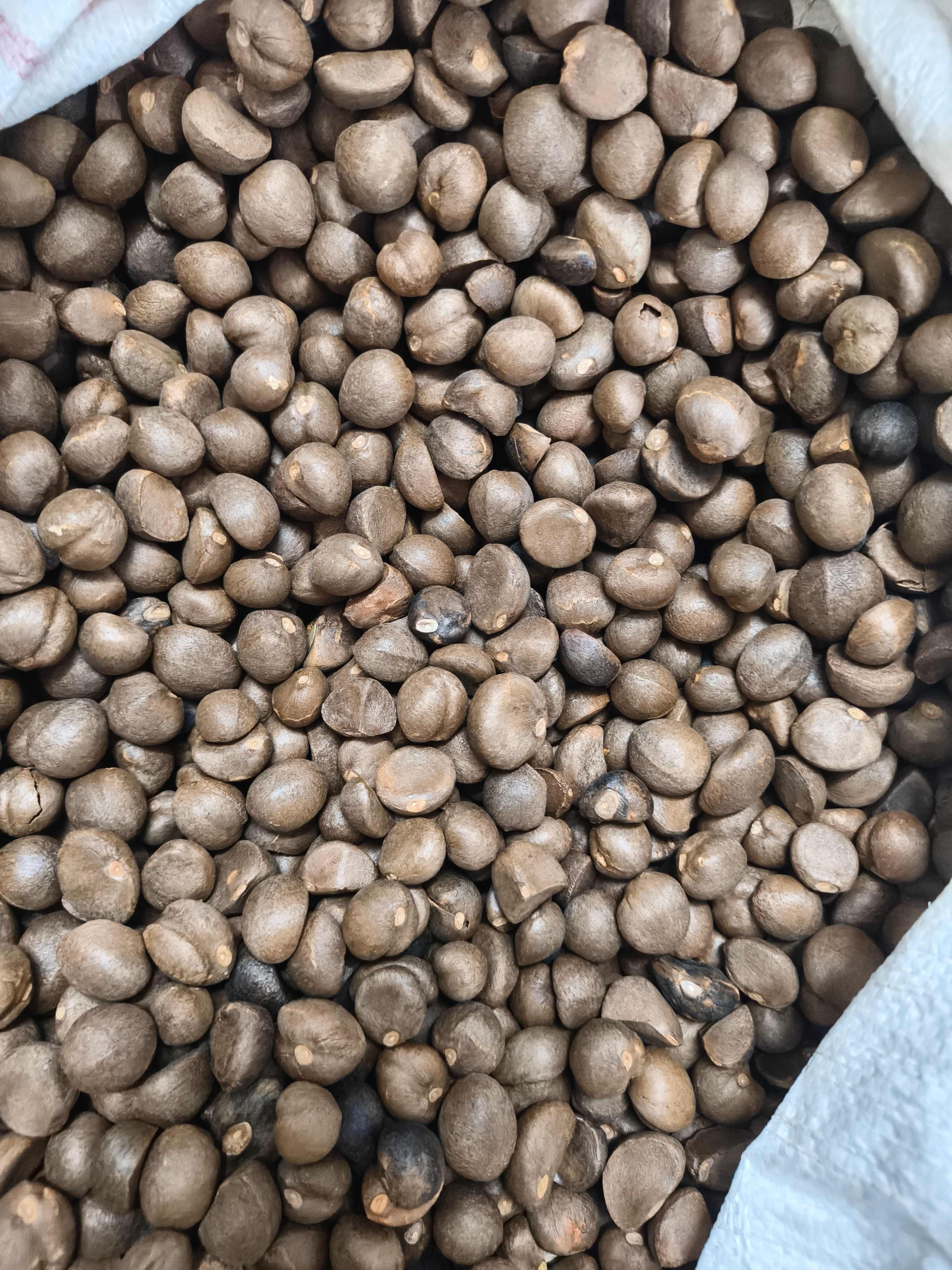 30年老树林，好茶籽出好油