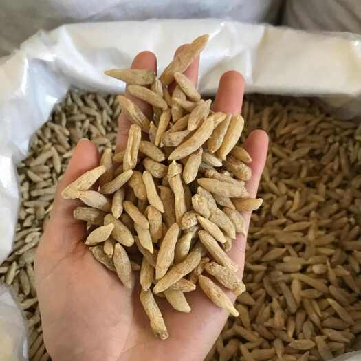 昆明麦冬 ，大量批发，一手货源，质量保证，量大价优