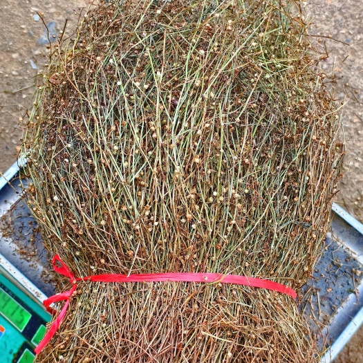 确山县正品白花蛇舌草，蛇草一手货源，品质优，价格低于市场价品质保证