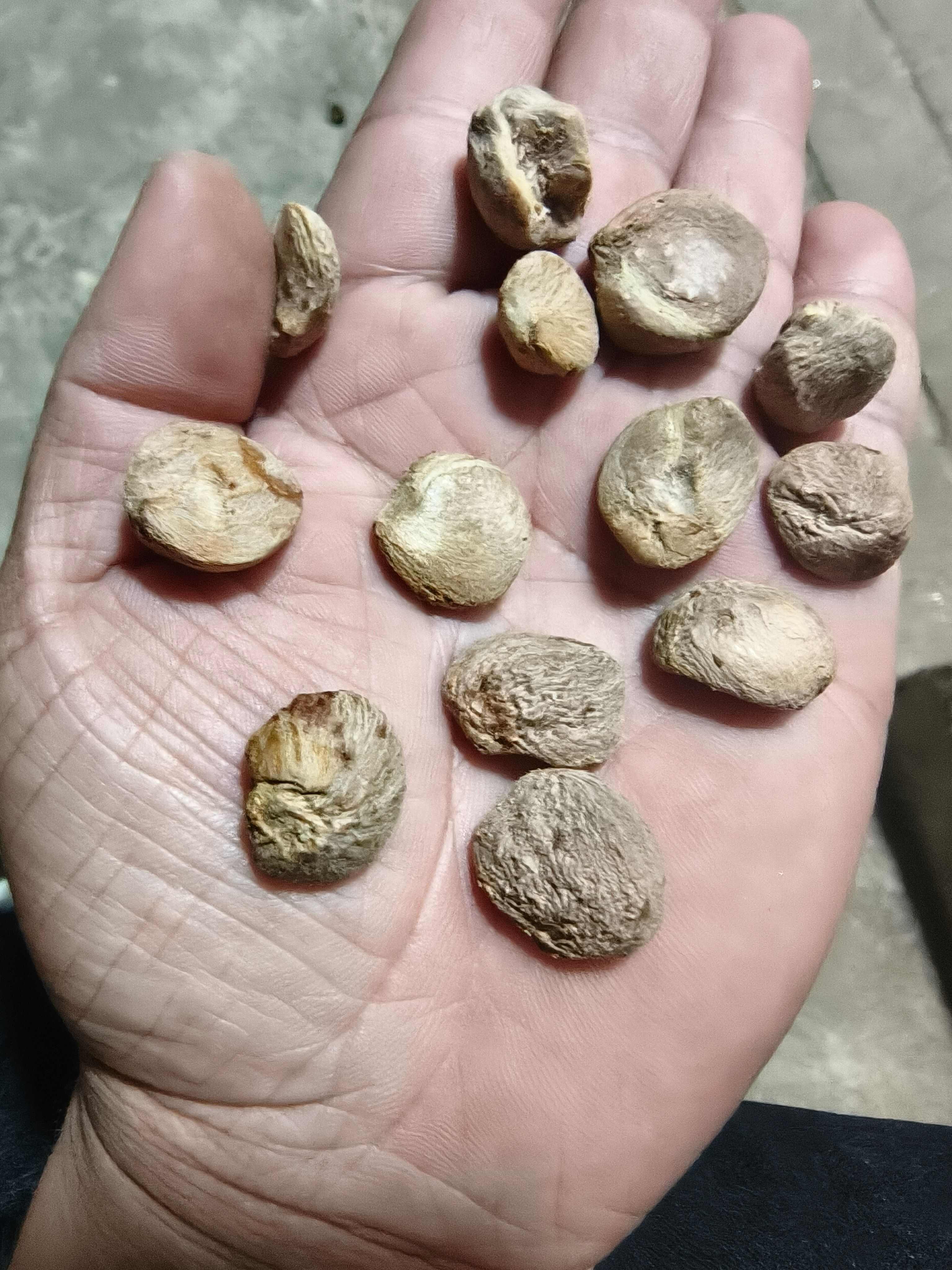 30年老树林，好茶籽出好油