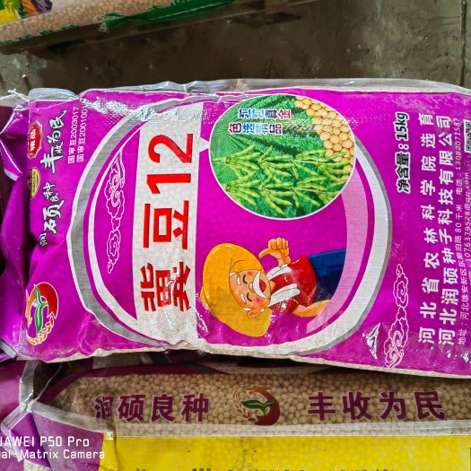 大城县冀豆12