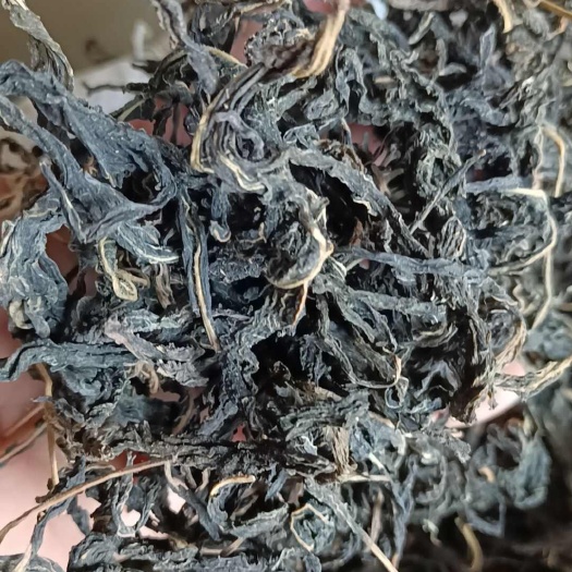 芝麻叶农家自晒芝麻嫩叶