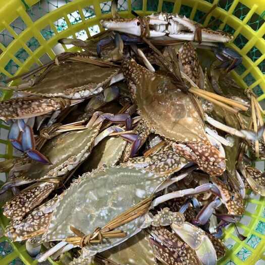 北海兰花蟹 冬蟹  梭子蟹 母蟹