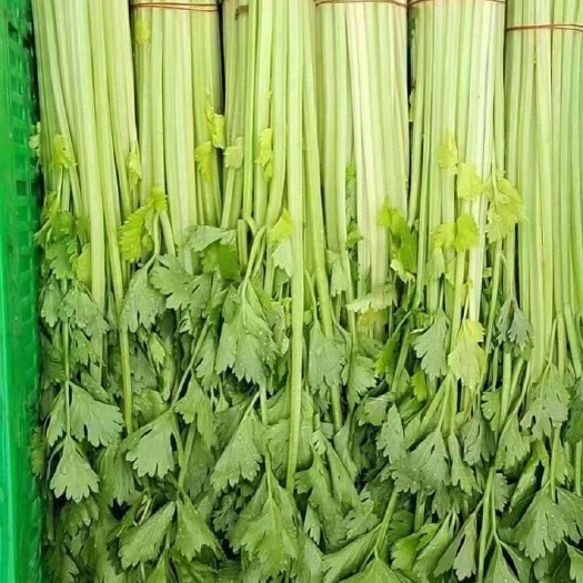 南通芹菜