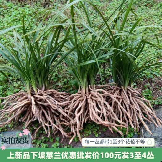 带花苞的蕙兰开花特香下坡草易成活优惠批发价100元发三至四丛