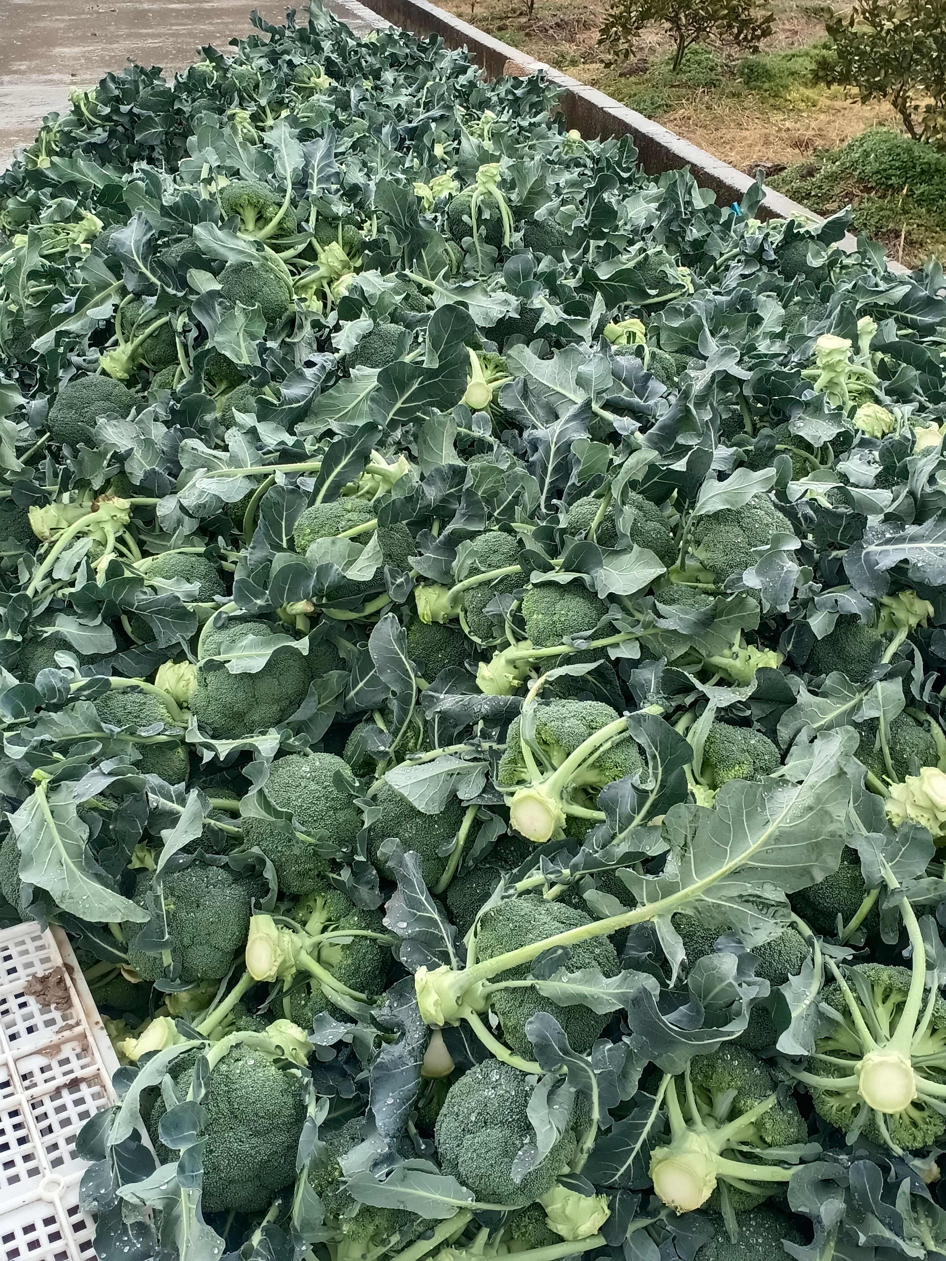 新鲜蔬菜西兰花，浙江基地全国发货，大量上市需要的请联系我