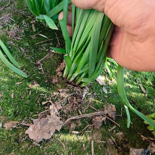 威县大棚韭菜优质干净无公害