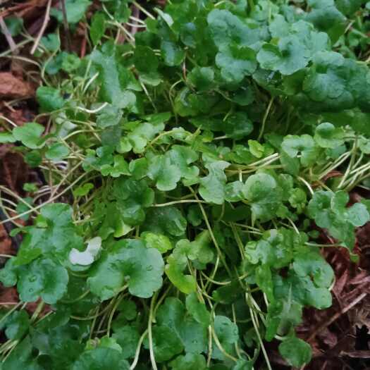 桃江县猫爪草种苗    种球     白芽