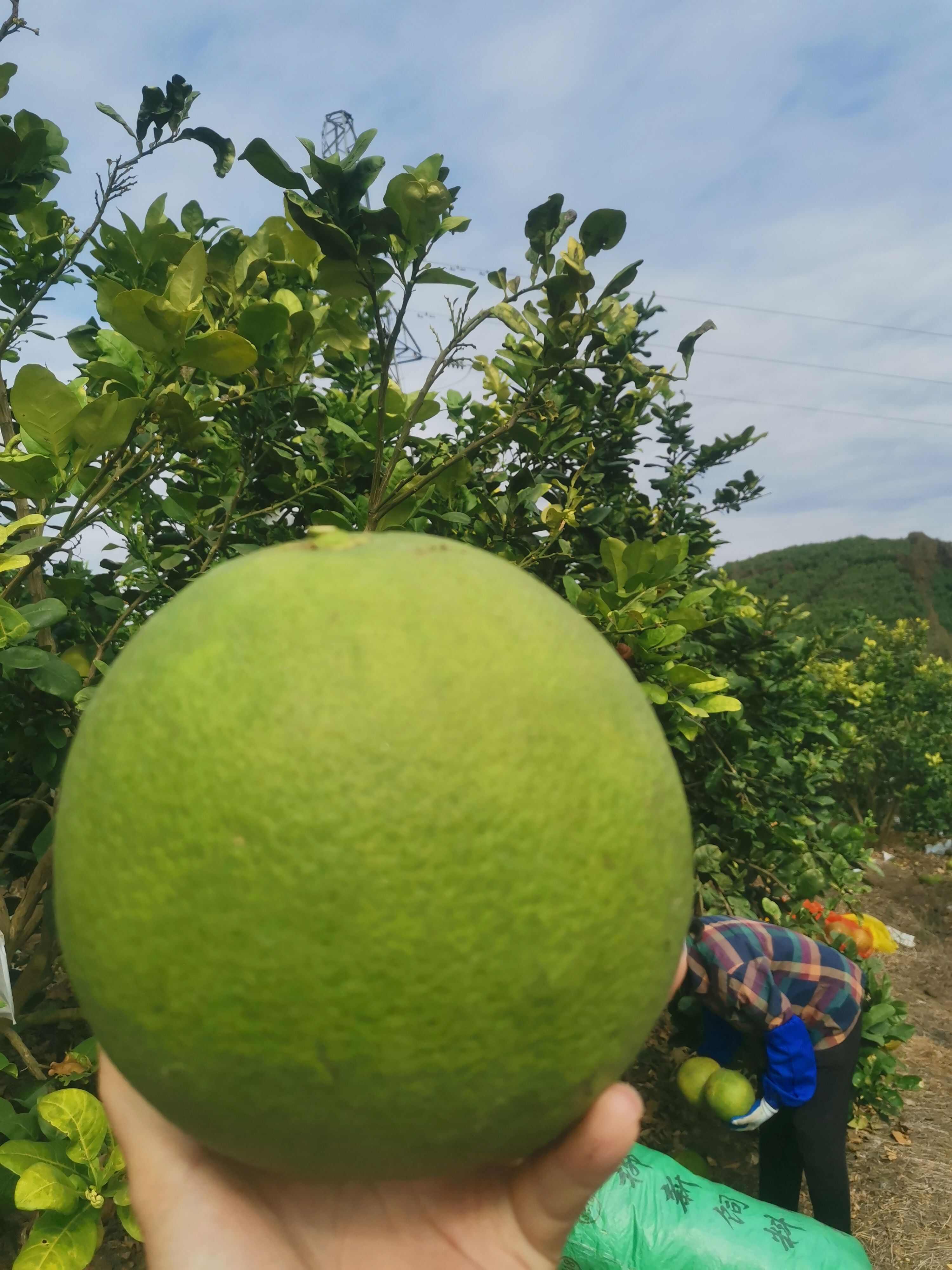 越南青柚品种，果面干净青翠，甜度10左右，口感超越南！