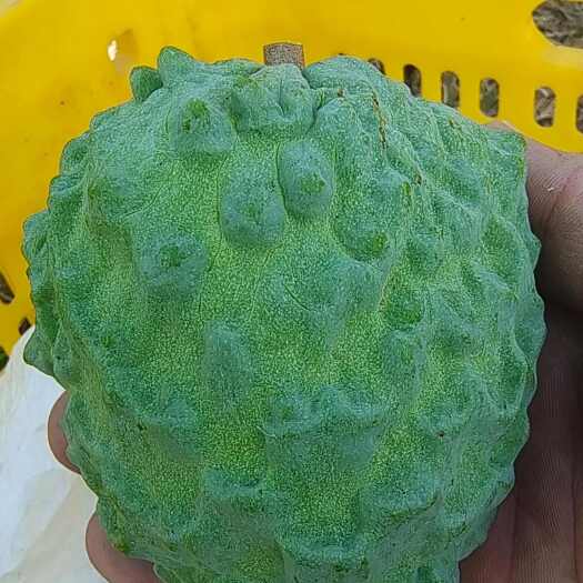 龙州县崇左释迦果