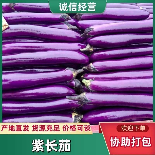 徐闻县广东精品紫长茄，基地现摘现发，量大质优全国供应不断供。