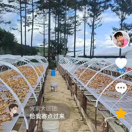 滑子菇年产量20万斤